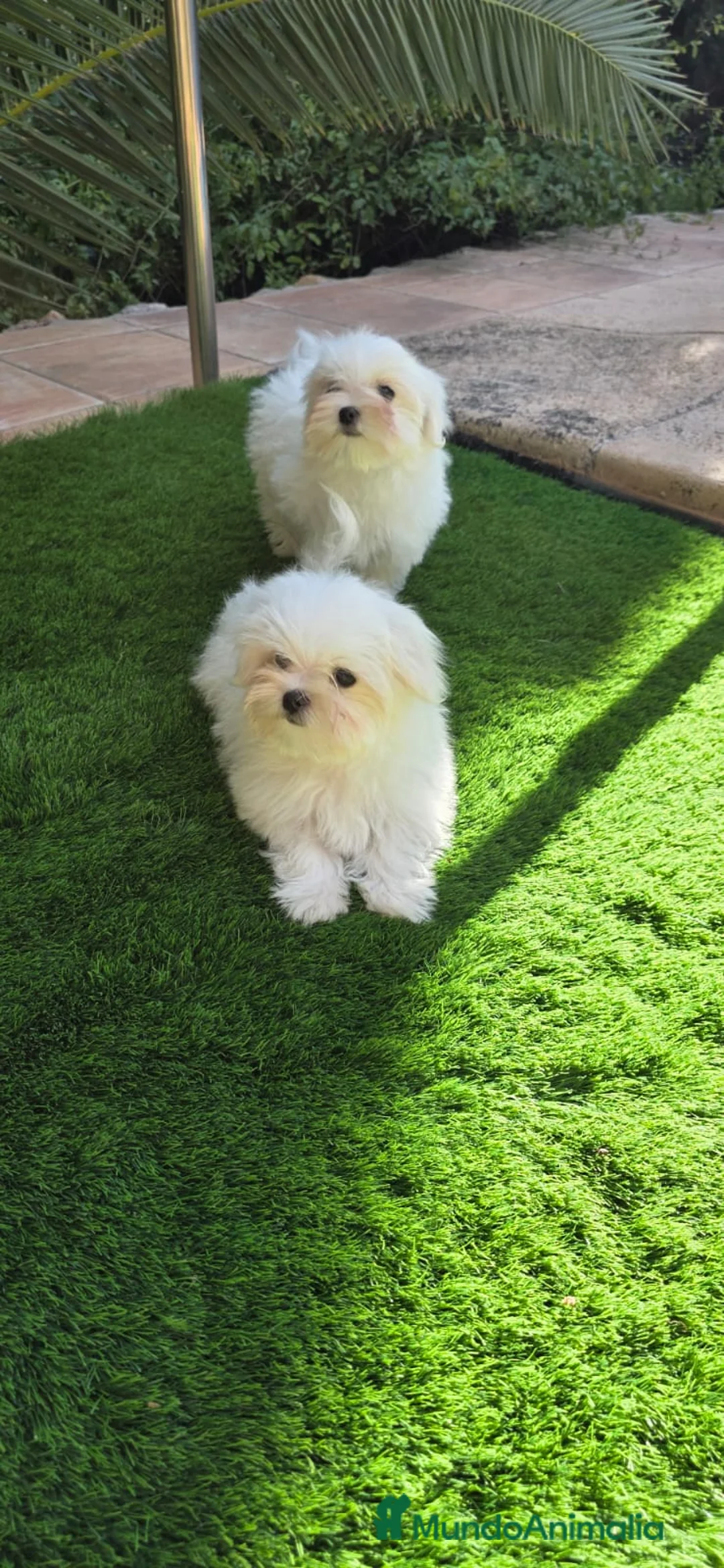 Bichón Maltés perros en venta: Bichon maltes linea coreana - Anuncio 1