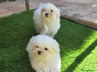 Bichón Maltés perros Bichon maltes linea coreana - Anuncio 2