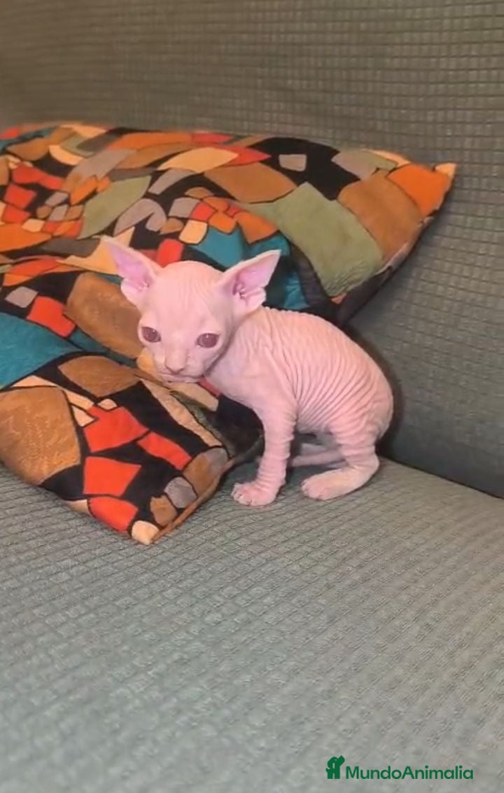 Sphynx gatos Macho y hembra de sphynx - Anuncio 9