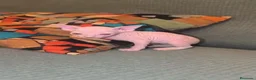 Sphynx gatos en venta: Macho y hembra de sphynx - Anuncio 1
