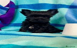 Biewer Yorkshire Terrier a la Pom Pon perros en venta: Cachorros yorkshire black exóticos  - Imagen 2