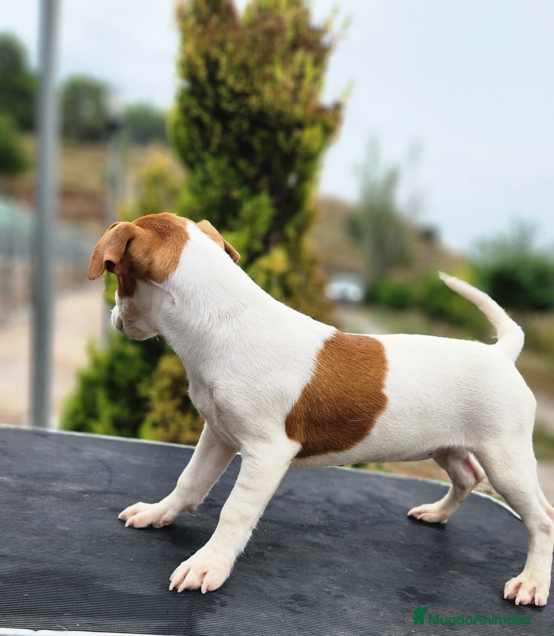 Jack Russell Terrier perros en venta: Jack russell - Imagen 3