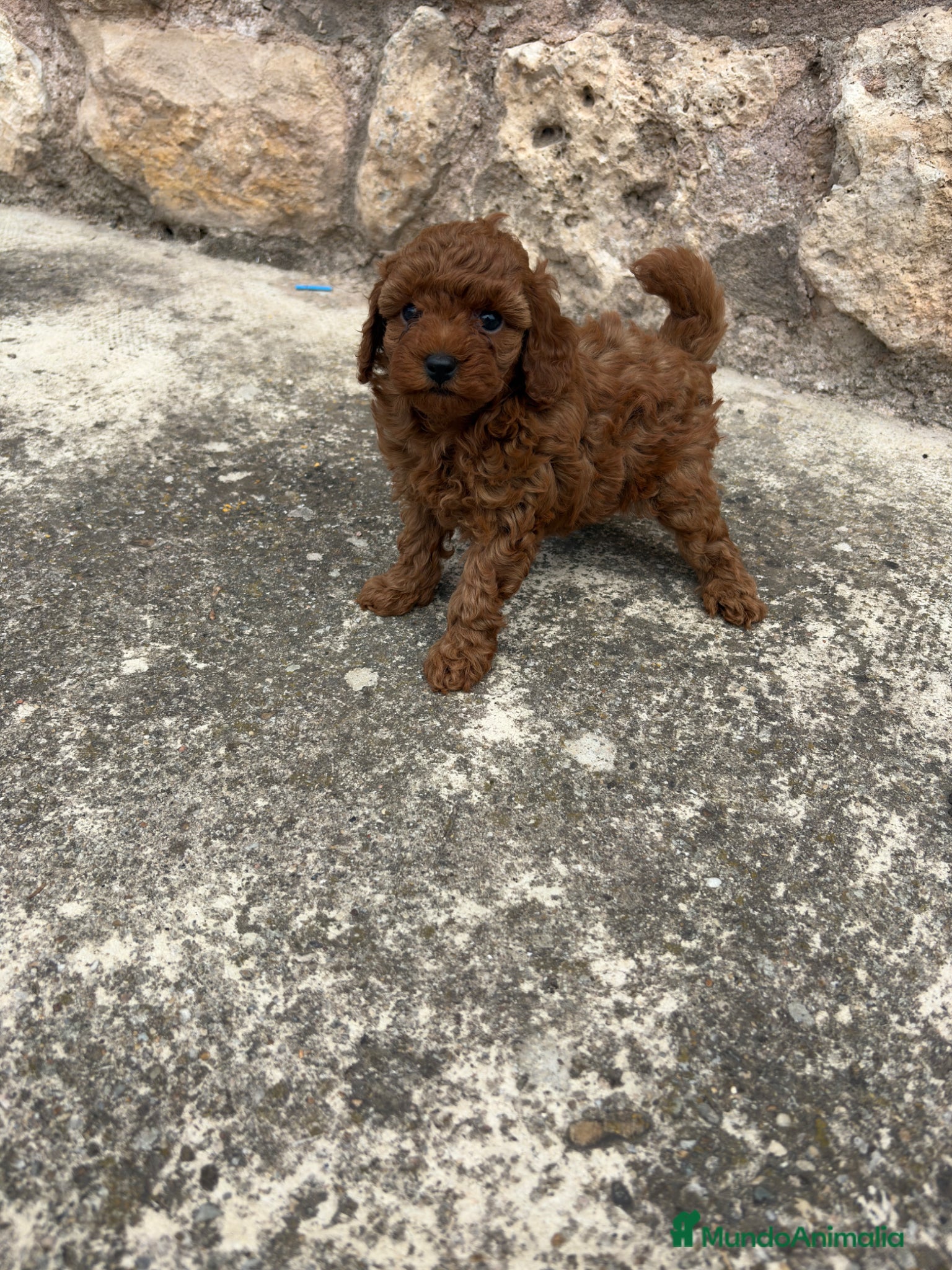 Caniche Toy perros en venta: Caniche mini Toy rojo - Anuncio 2