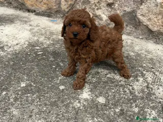 Caniche Toy perros en venta: Caniche mini Toy rojo - Anuncio 2