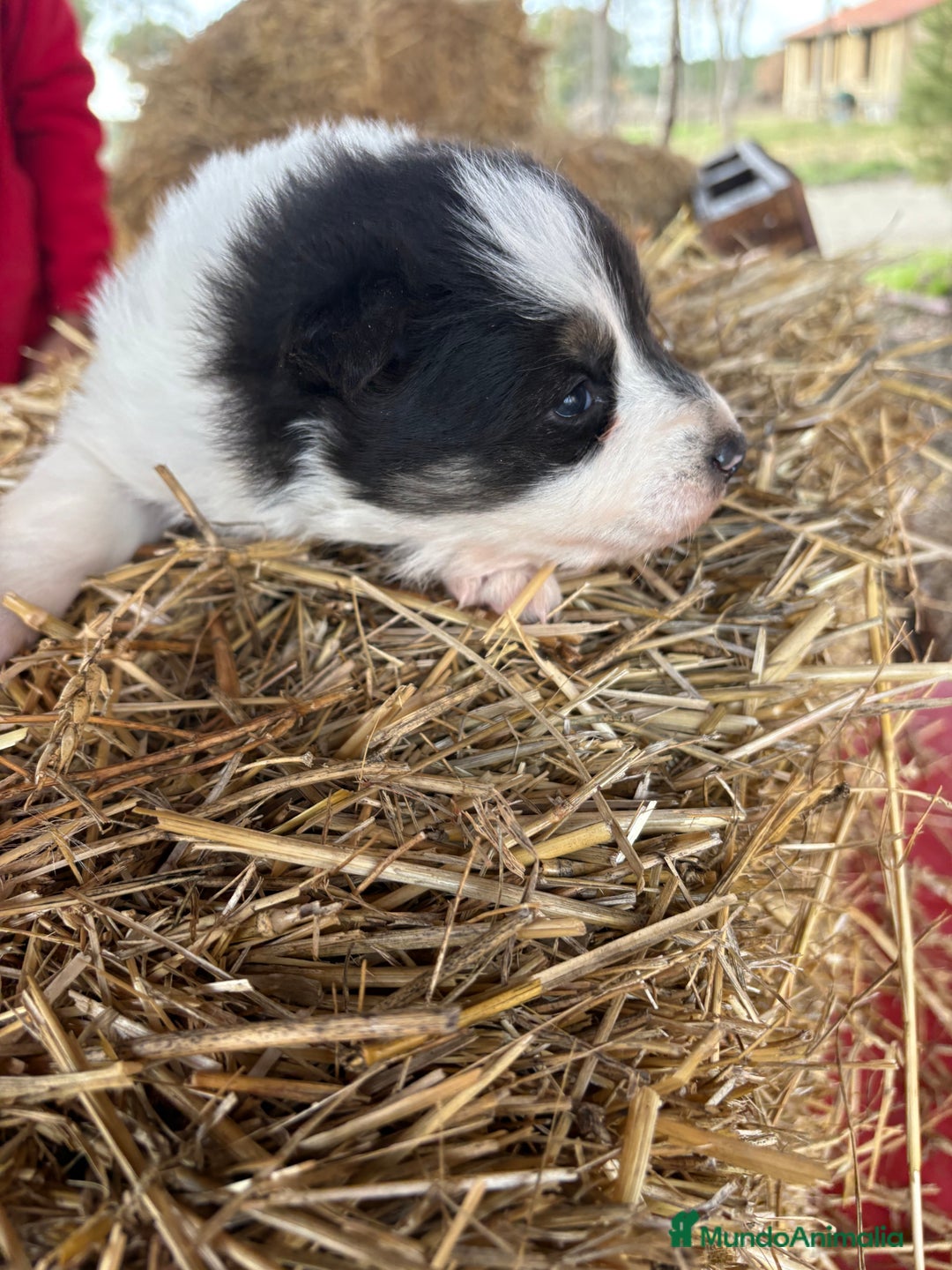 Border Collie perros en venta: Linda hembra de Border  collie  - Anuncio 17