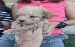 Caniche Toy perros en venta: Excelente camada de caniche apricot toy - Imagen 3