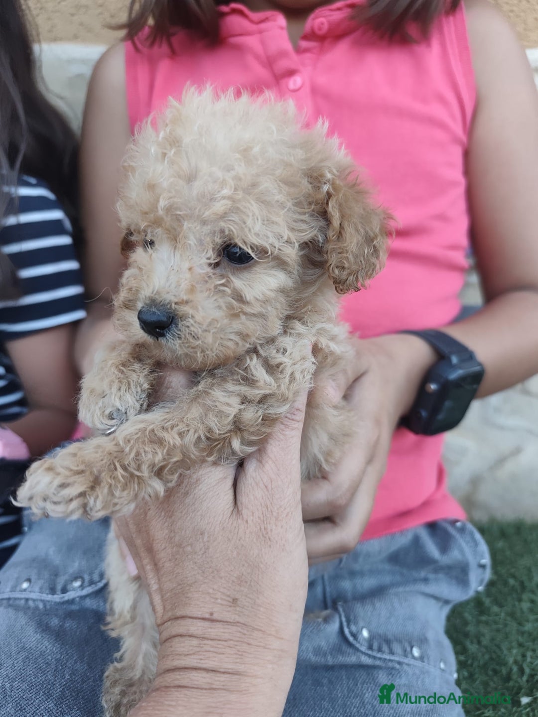 Caniche Toy perros en venta: Excelente camada de caniche apricot toy - Imagen 3