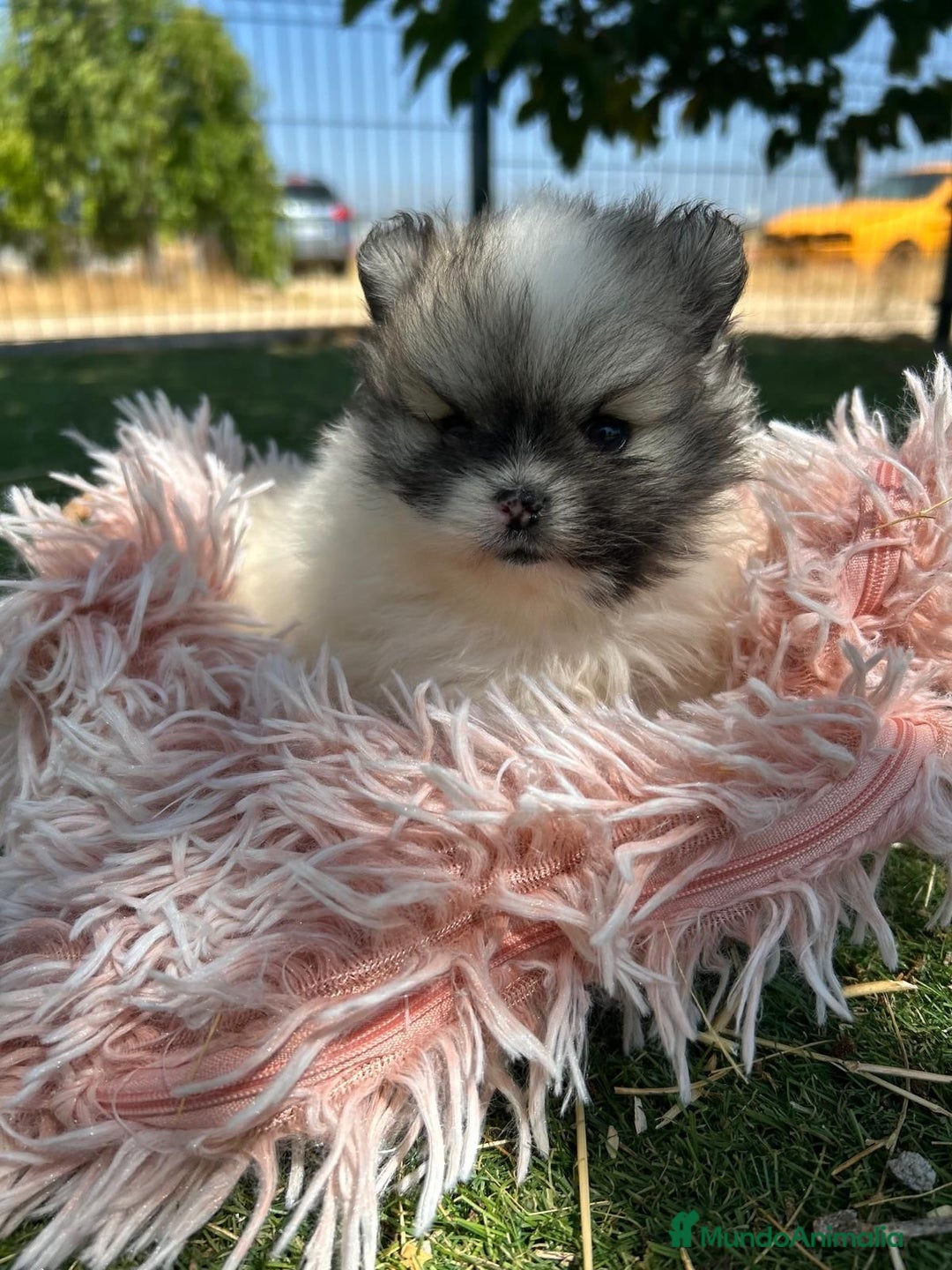 Pomerania perros en venta: Pomerania top del Valle  - Imagen 4