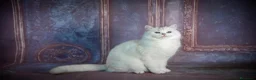 Británico de Pelo Corto gatos en venta: PRECIOSA HEMBRA BRITISH SHORTHAIR - Anuncio 5