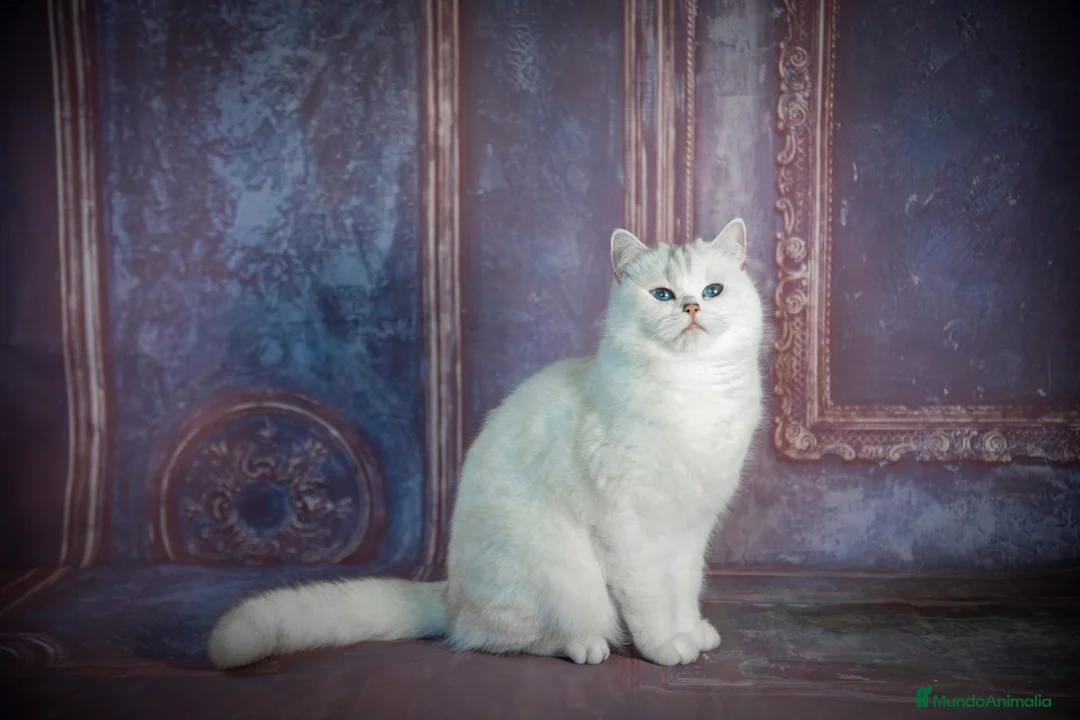 Británico de Pelo Corto gatos en venta: PRECIOSA HEMBRA BRITISH SHORTHAIR - Anuncio 5