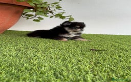 Pomerania perros en venta: POMERANIA HEMBRA DISPONIBLE - Imagen 12