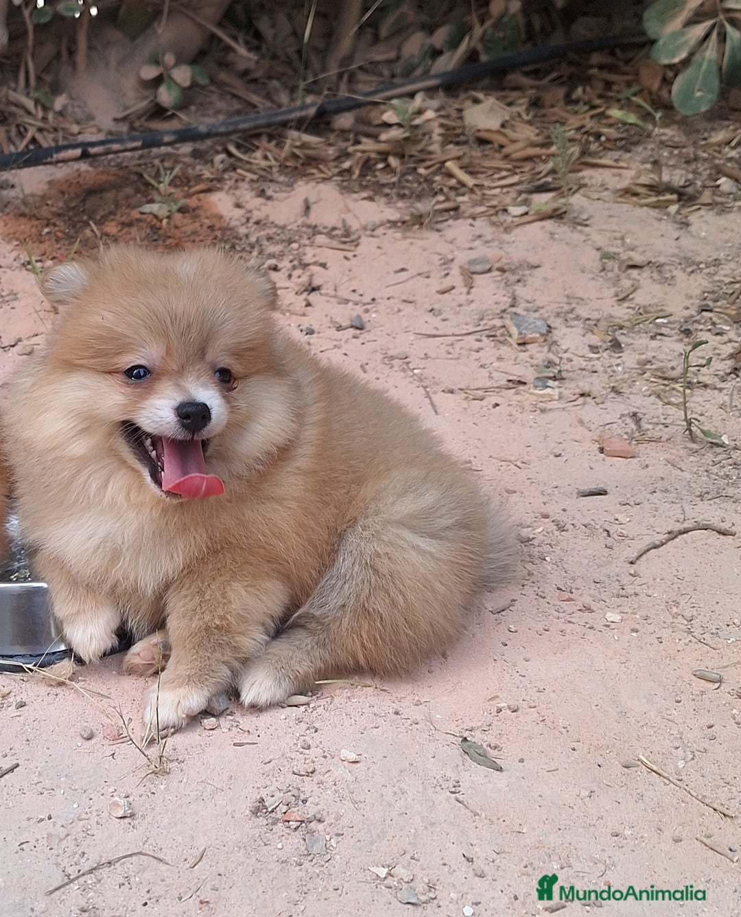 Pomerania perros en venta: Pomerania  - Imagen 2