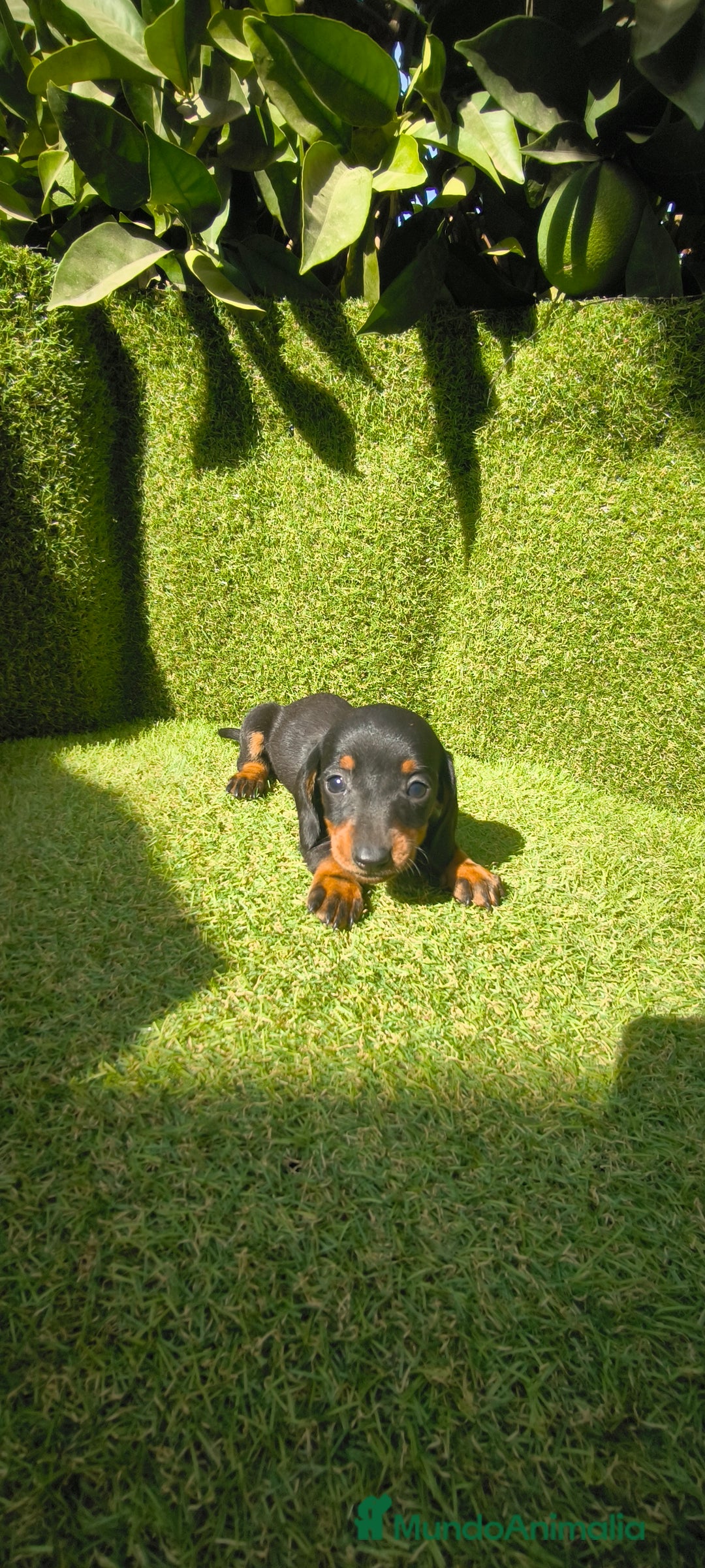 Teckel Miniatura perros en venta: camada teckel canichen muy pequeños  - Imagen 35