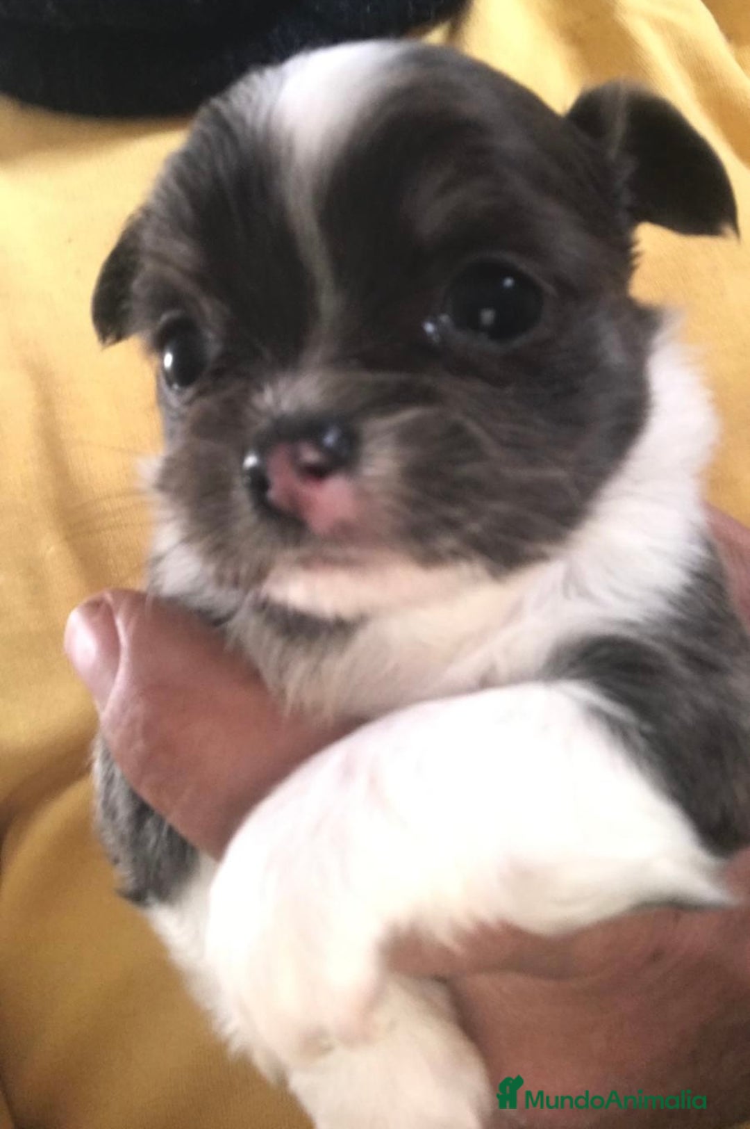 Chihuahua perros en venta: Preciosos chihuahuas toy  - Anuncio 4