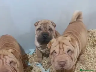 Shar Pei perros Cachorros de Shar pei - Anuncio 2