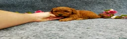 Caniche Toy perros en venta: PRECIOSOS CANICHE  ROJO LINEA TOY  - Anuncio 22