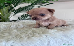 Chihuahua perros en venta: CHIHUAHUA MACHO-OJOS AZULES - Imagen 5