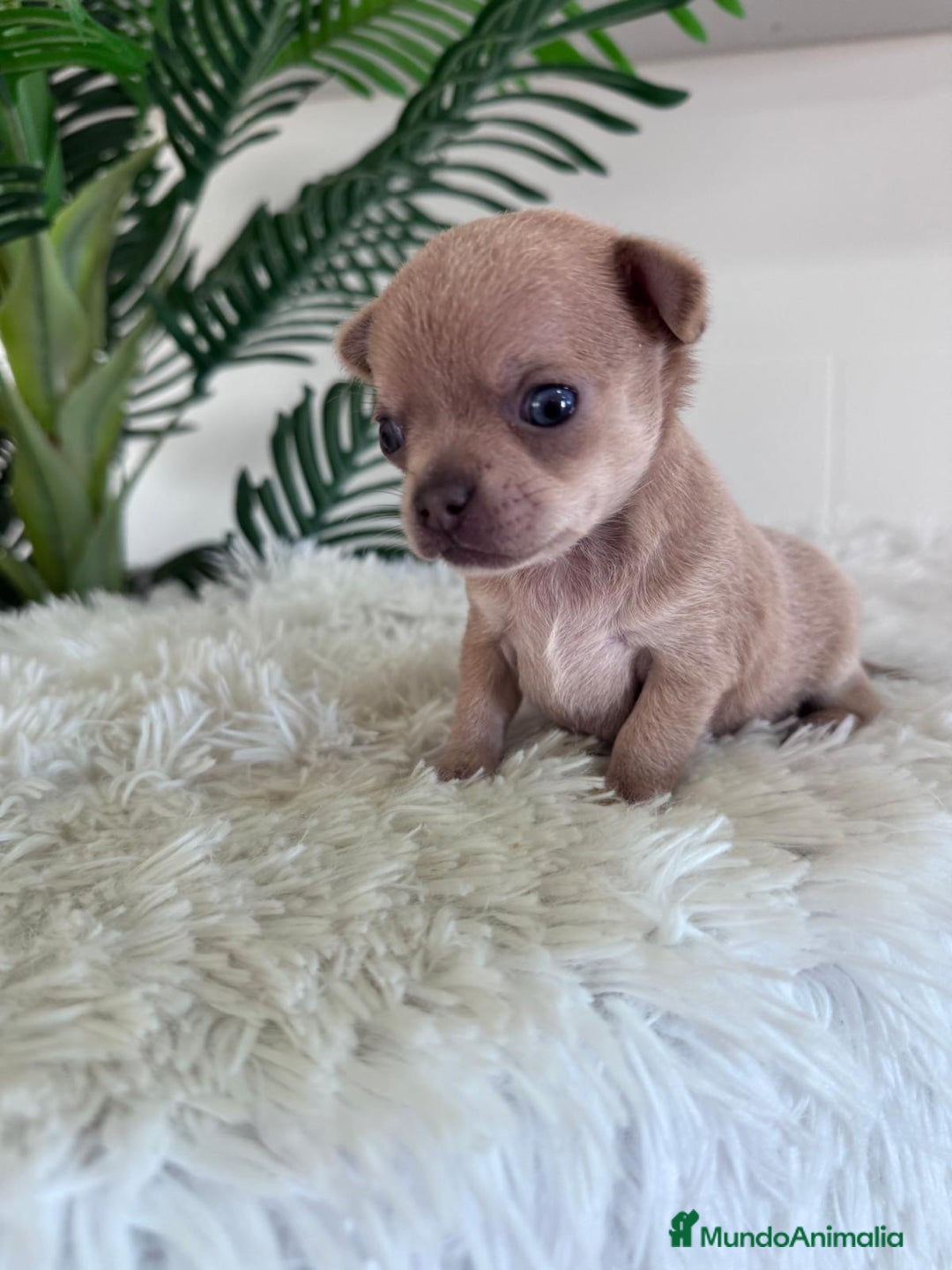 Chihuahua perros en venta: CHIHUAHUA MACHO-OJOS AZULES - Imagen 5