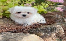 Bichón Maltés perros en venta: Bichon maltés toy hembra y macho  - Imagen 2