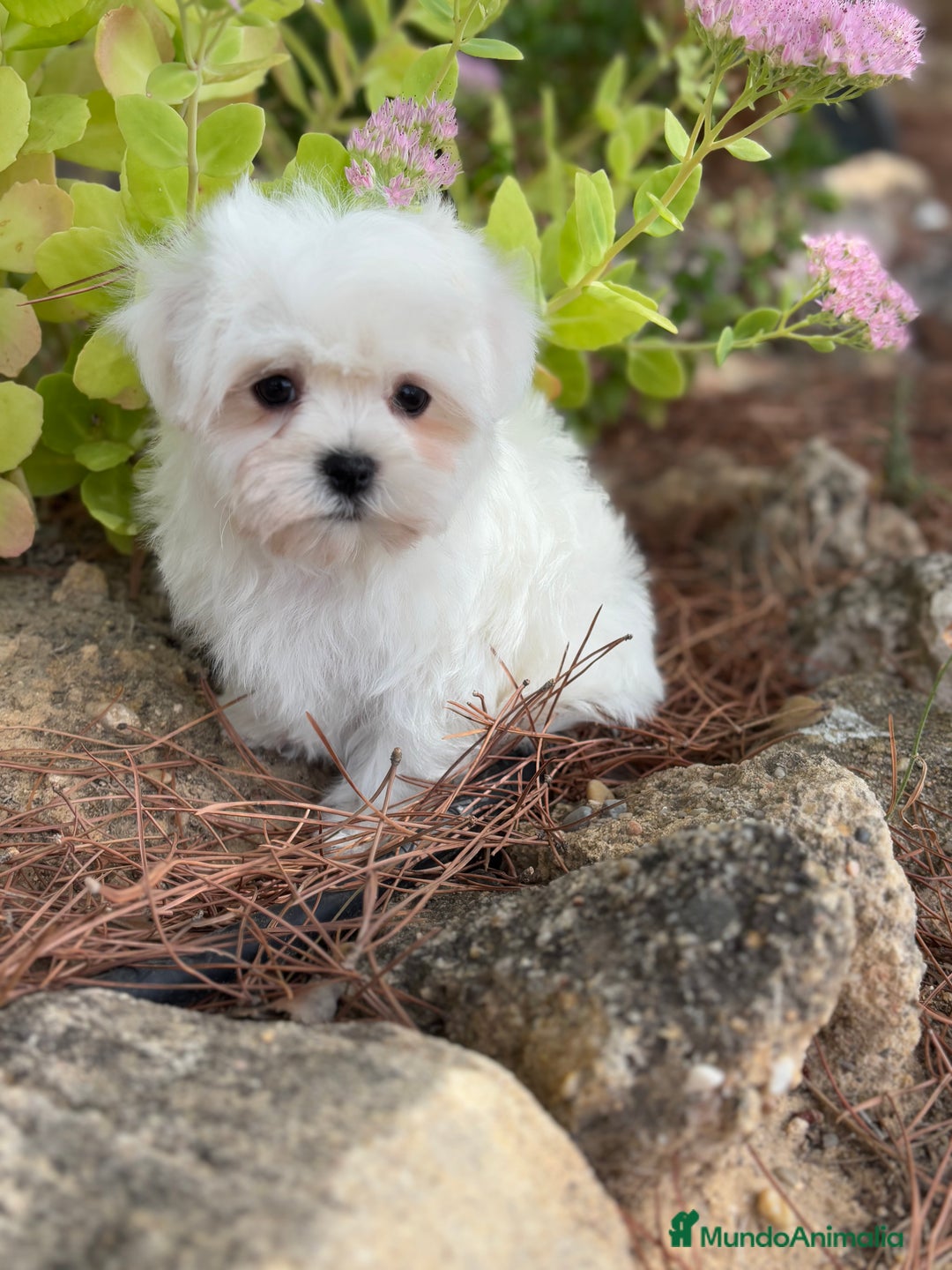 Bichón Maltés perros en venta: Bichon maltés toy hembra y macho  - Imagen 2