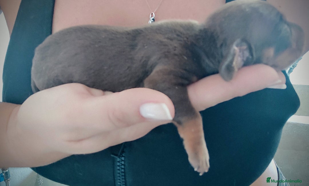 Teckel perros en venta: Cachorro de teckel  - Anuncio 3