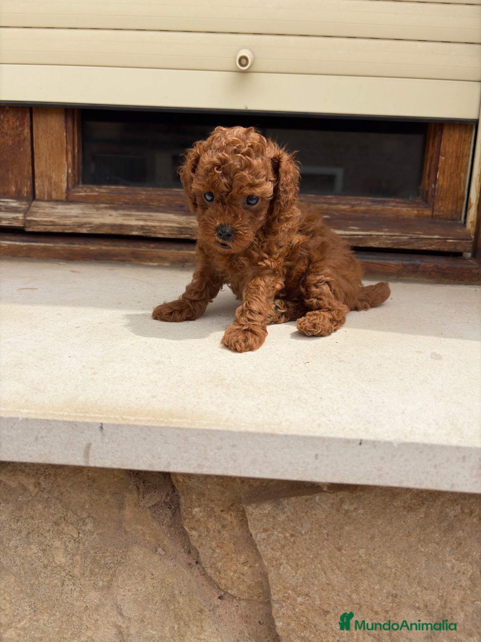Caniche Toy perros Caniche mini toy  - Anuncio 2