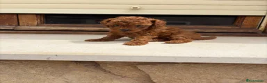 Caniche Toy 1