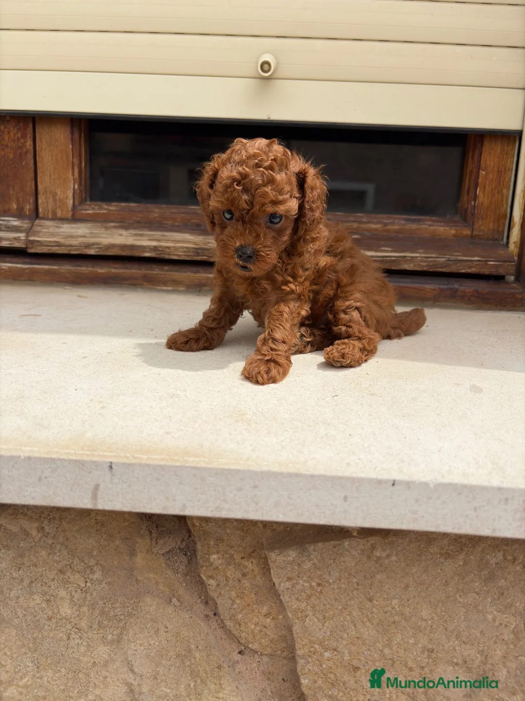 Caniche Toy perros en venta: Caniche mini toy  - Anuncio 2