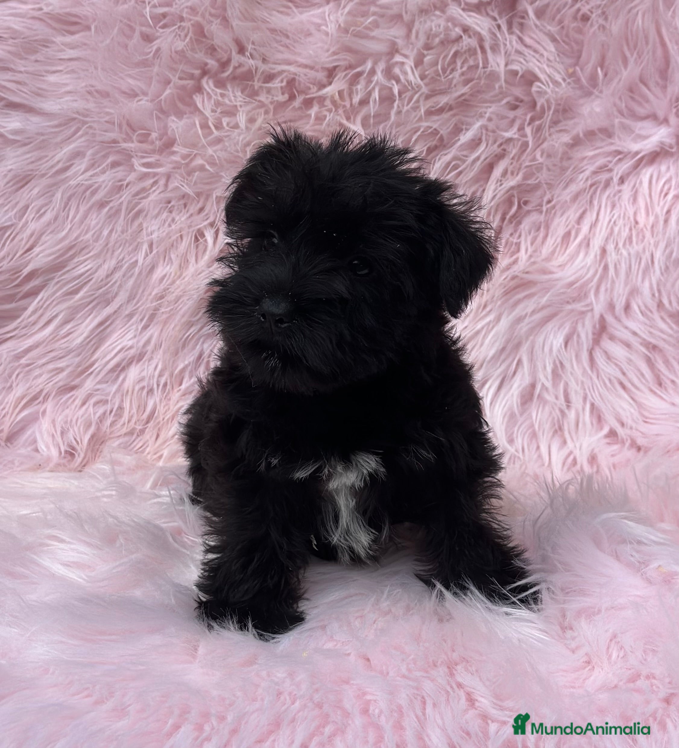 Schnauzer Miniatura perros SCHNAUZER HEMBRA DISPONIBLE en Barcelona - Anuncio 2