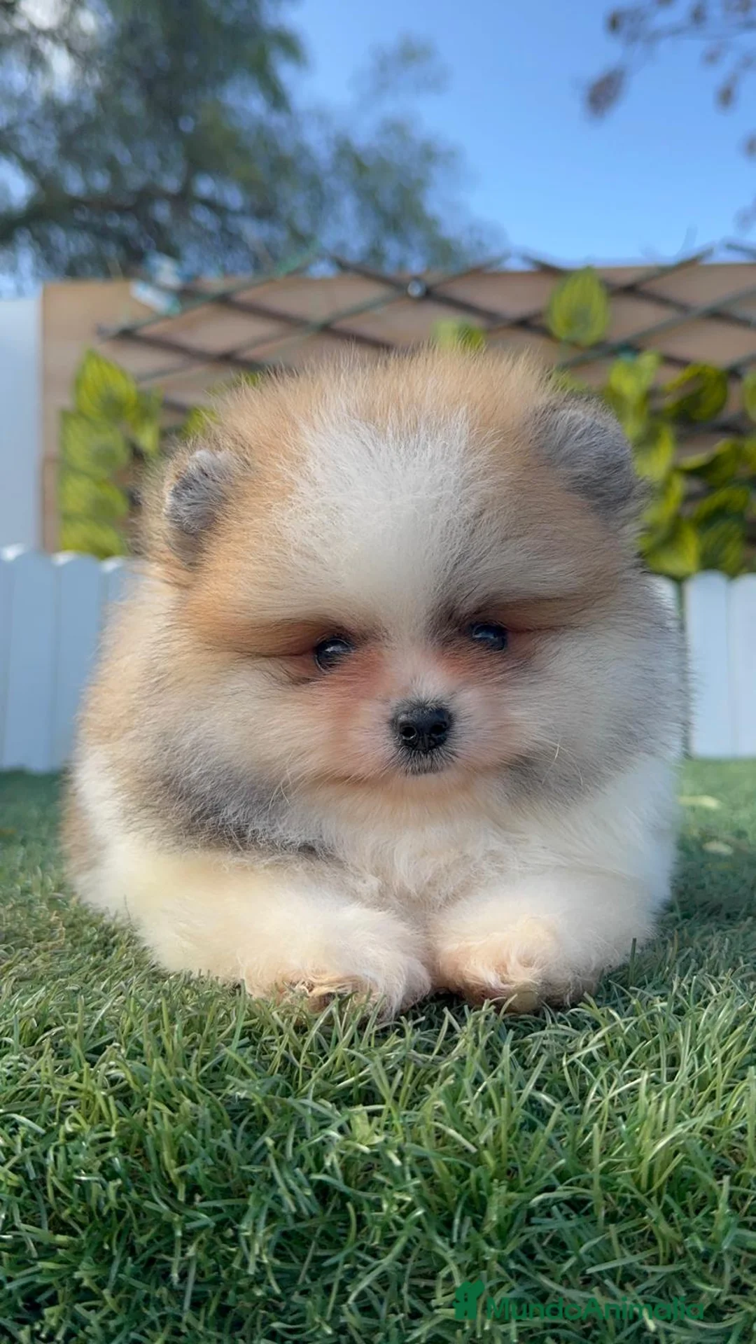 Pomerania perros en venta: POMERANIA MACHO - Anuncio 8