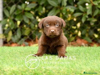 Labrador Retriever perros - Anuncio 1
