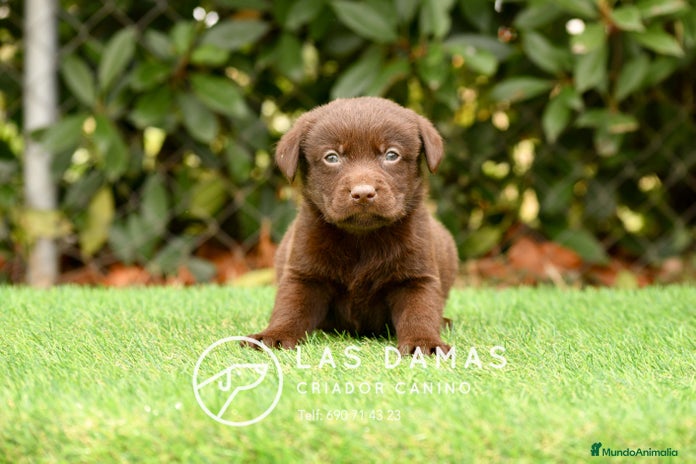 Labrador Retriever perros - Anuncio 2