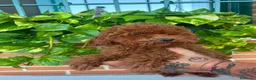 Caniche Enano perros en venta: Caniche enano  - Anuncio 3