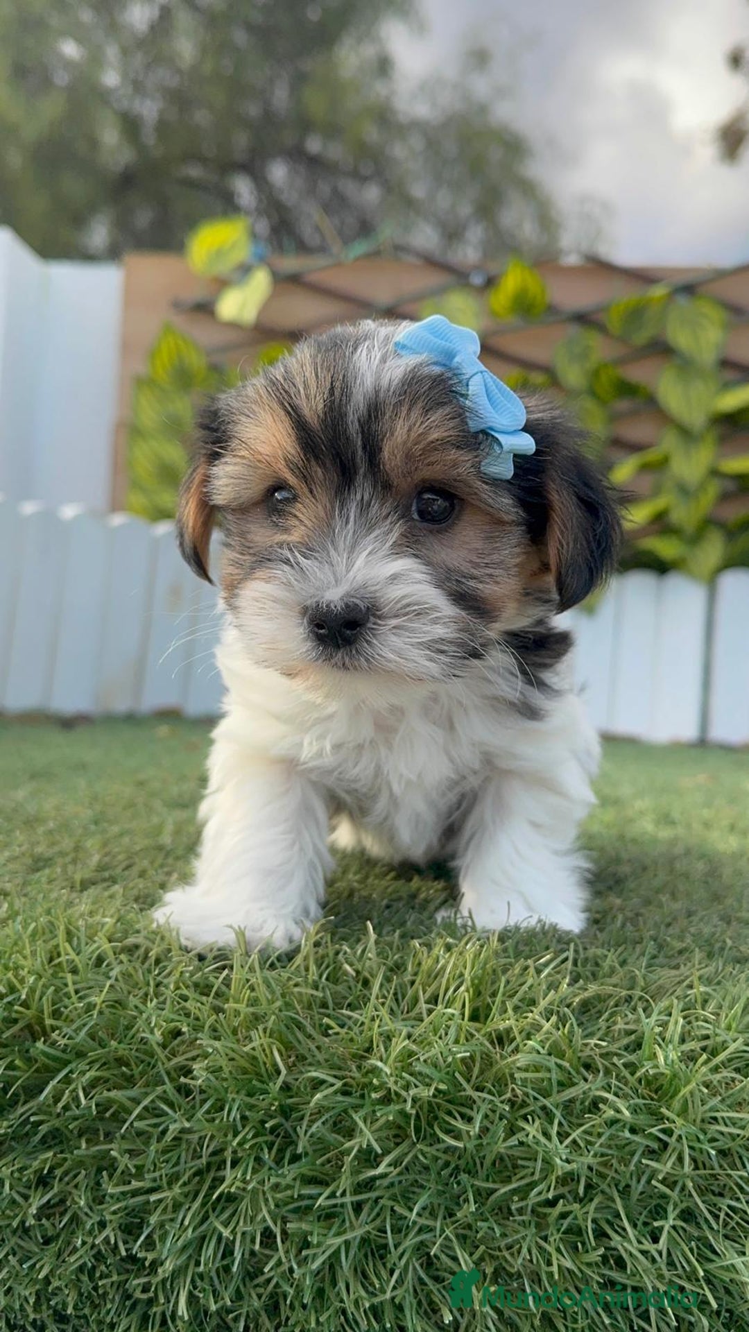 Yorkshire Terrier perros en venta: YORKSHIRE BIEWER - Anuncio 13