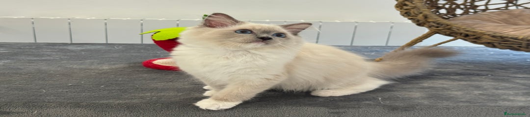 Ragdoll Gatito 4