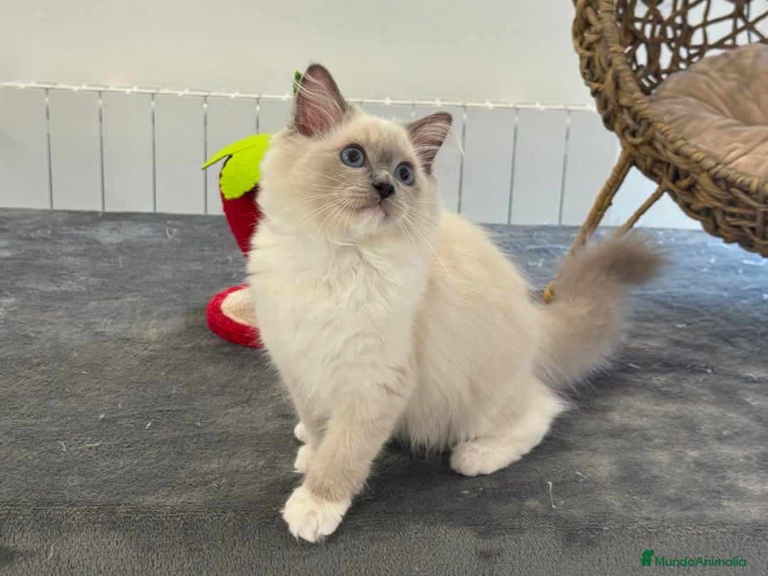 Ragdoll gatos en venta: Camada Ragdoll - Imagen 36