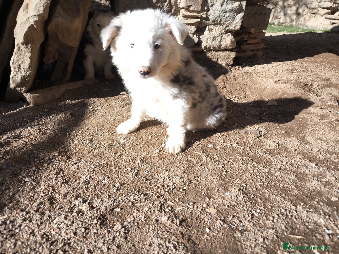 Border Collie perros en venta: Cachorros border collie ojos azules  - Anuncio 3