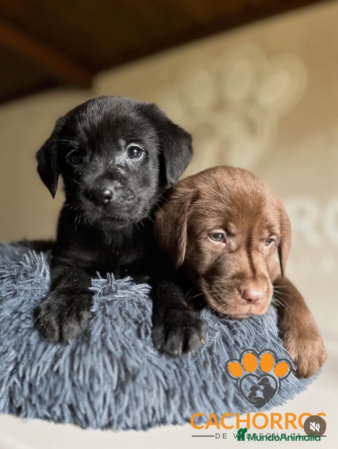 Labrador Retriever perros Labrador  - Anuncio 20