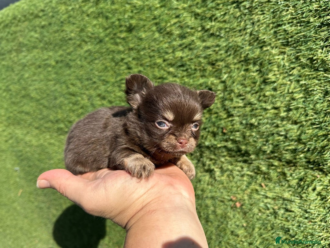 Chihuahua perros en venta: Chihuahua pelo largo  - Imagen 2