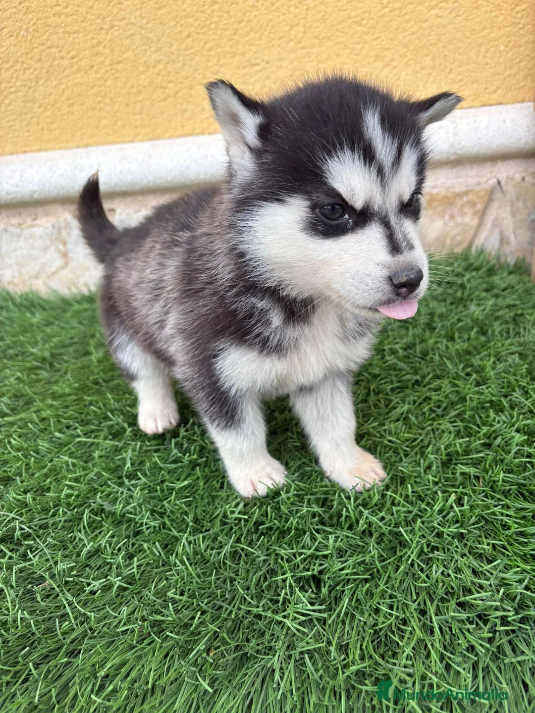 Husky Siberiano perros en venta: Husky siberiano hembra  - Anuncio 4