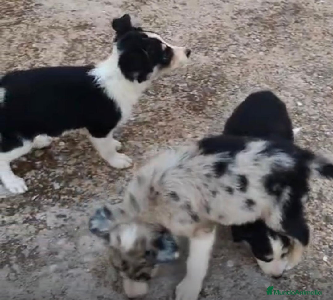 Border Collie perros en venta: Border collie Ultimas 2 hembras  - Imagen 2