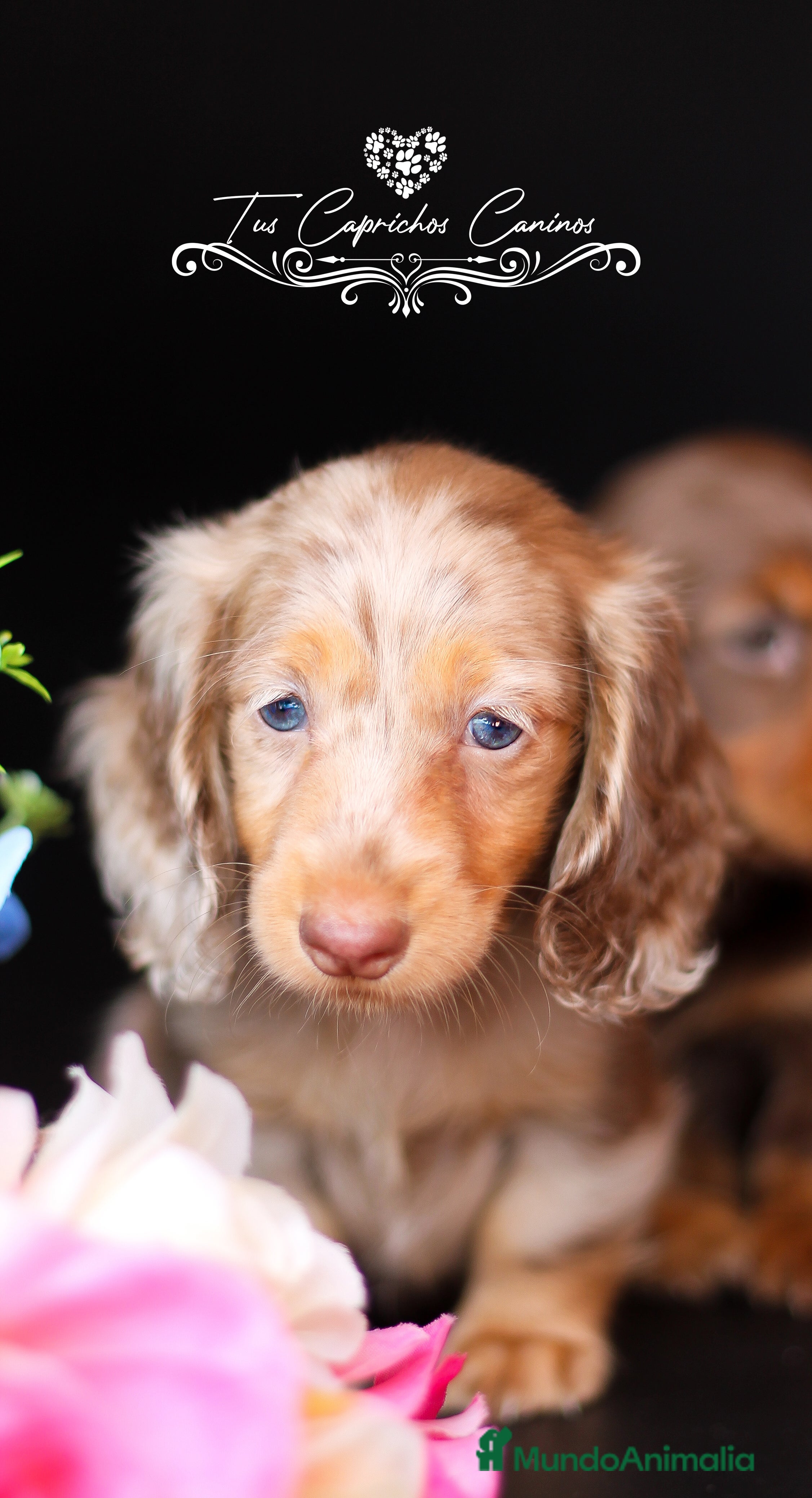 Teckel perros TUS CAPRICHOS CANINOS * TECKEL DE PELO LARGO  en Cantabria - Anuncio 12