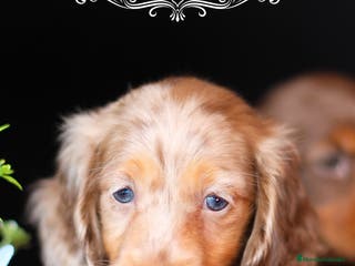 Teckel perros TUS CAPRICHOS CANINOS * TECKEL DE PELO LARGO en Cantabria - Anuncio 23