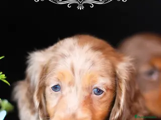 Teckel perros TUS CAPRICHOS CANINOS * TECKEL DE PELO LARGO en Cantabria - Anuncio 11