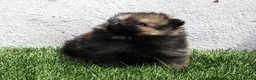 Pomerania perros en venta: Pomerania  - Anuncio 4