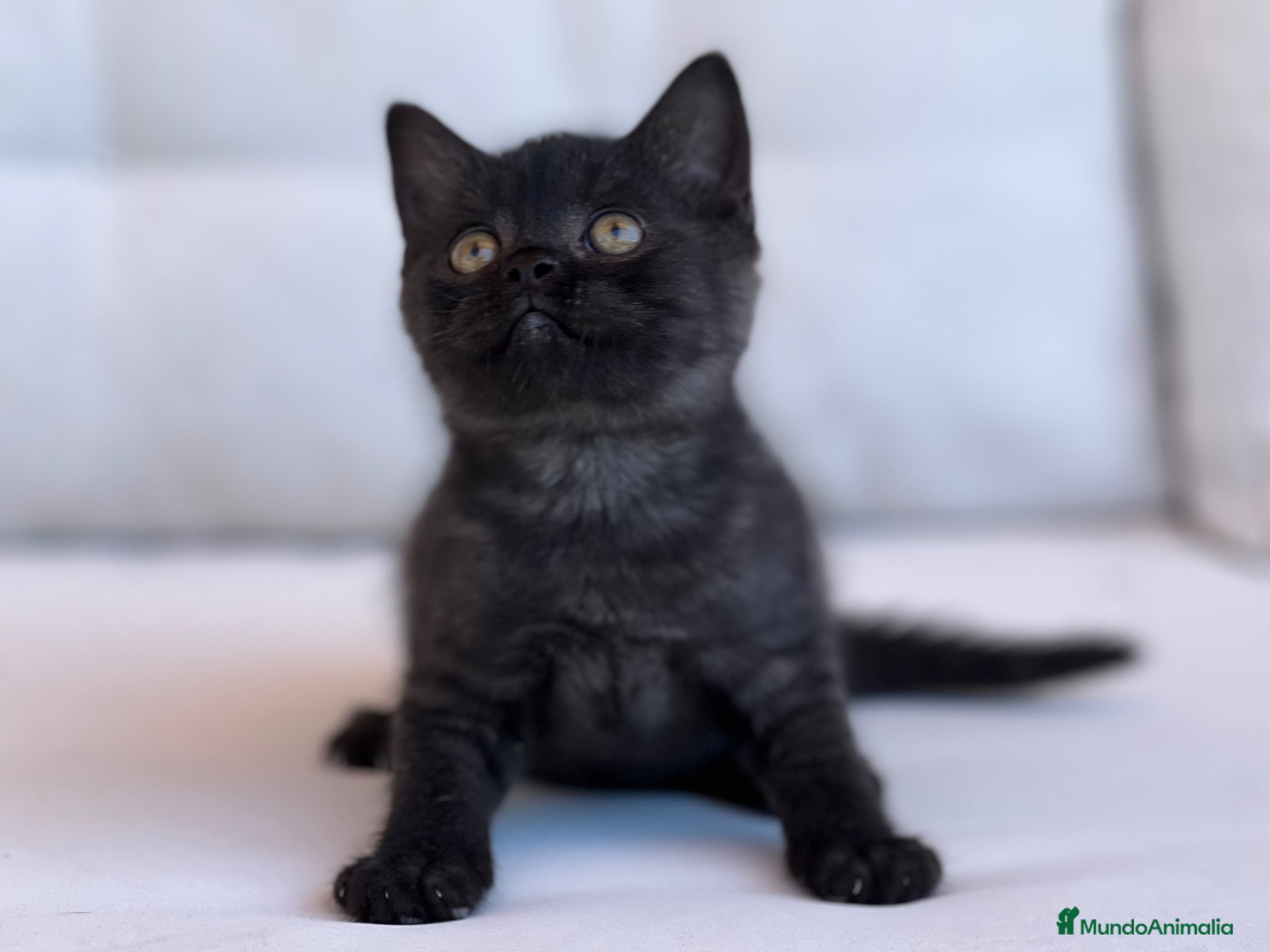 Británico de Pelo Corto gatos THELUXEKITTENS BRITISH SHORTHAIR BLACK PANTHER  - Anuncio 22