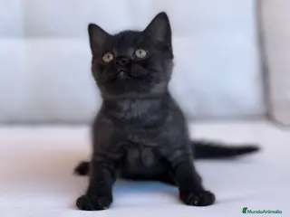 Británico de Pelo Corto gatos THELUXEKITTENS BRITISH SHORTHAIR BLACK PANTHER - Anuncio 22
