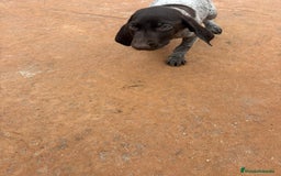 Braco Alemán de Pelo Corto perros en venta: Braco Alemán ultimo macho - Anuncio 6