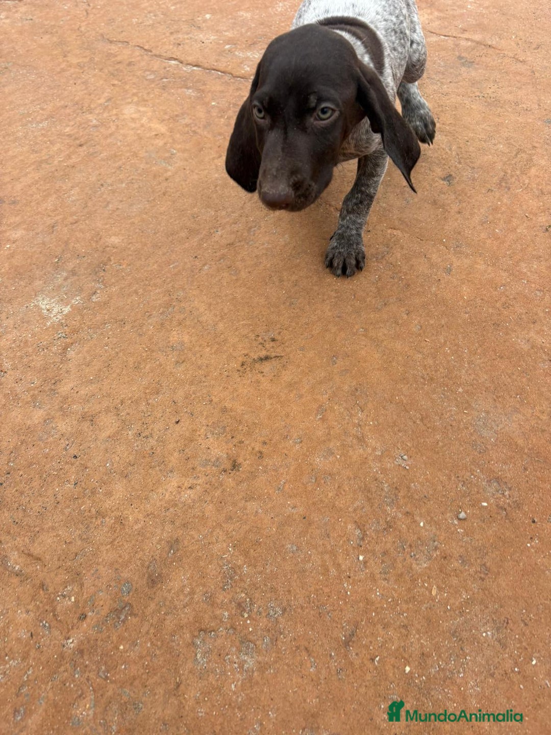 Braco Alemán de Pelo Corto perros en venta: Braco Alemán ultimo macho - Anuncio 6