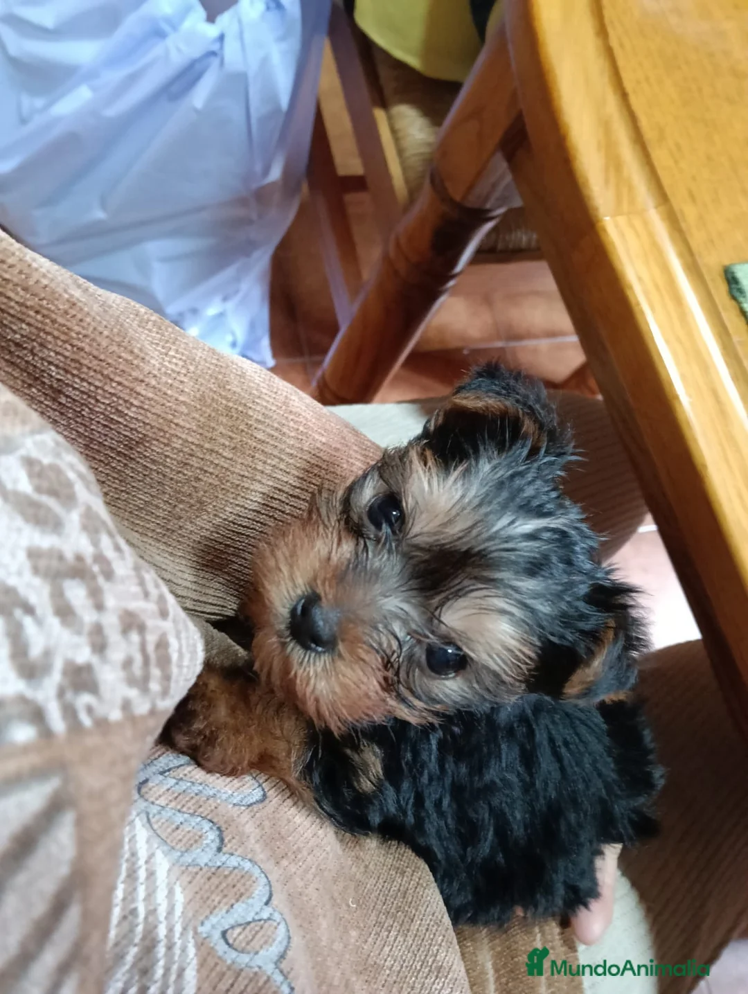Yorkshire Terrier perros en venta: Yorsay mini - Anuncio 1